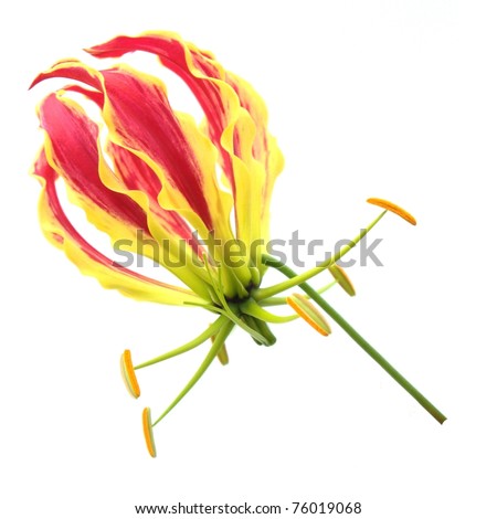 flame lily (Gloriosa superba) flower isolated on white background
