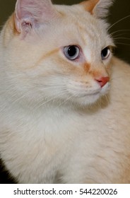 Flame Point Siamese Stock Photo (Edit Now) 544220026
