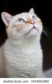 Flame Point Siamese Cat Known Red Stock Photo Shutterstock