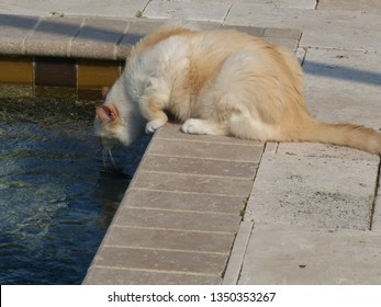 Imagenes Fotos De Stock Y Vectores Sobre Orange Siamese Cat