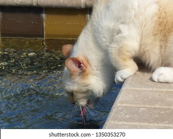 Imagenes Fotos De Stock Y Vectores Sobre Orange Siamese Cat