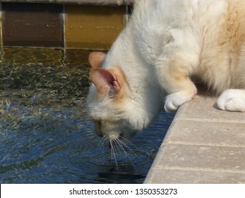 Cream Point Siamese Cat Images Stock Photos Vectors Shutterstock