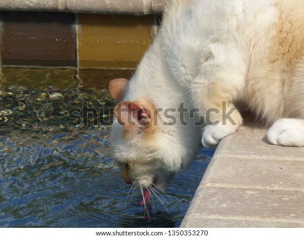 Flame Point Siamese Cat Drinking Swimming Stock Photo Edit Now
