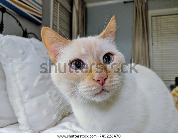 Flame Point Siamese Cat On White Stock Photo Edit Now 745226470