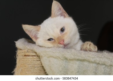 Cream Point Siamese Cat Images Stock Photos Vectors Shutterstock
