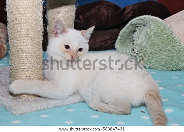 Flame Point Siamese Kitten Stock Photo Edit Now 583847431