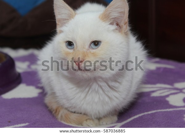 Flame Point Siamese Kitten Stock Photo Edit Now 587036885