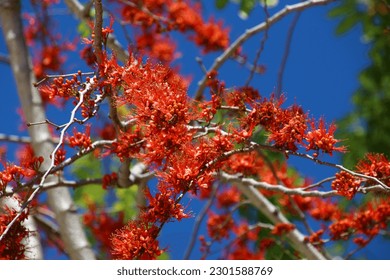 Flame tree close-up, Cienfuegos, Cuba - Shutterstock ID 2301588769