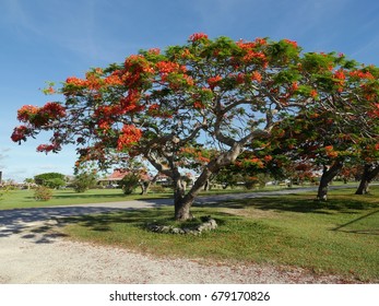 Flame Tree With Full Blooming Flowers By The Roadside
Saipan International Airport, Northern Mariana Islands
