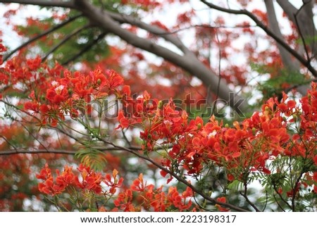 Flame Tree, Royal Poinciana or Flamboyant is decorated in summer with rich orange-red flowers on its umbrella-shaped crown of fine-textured leaves.