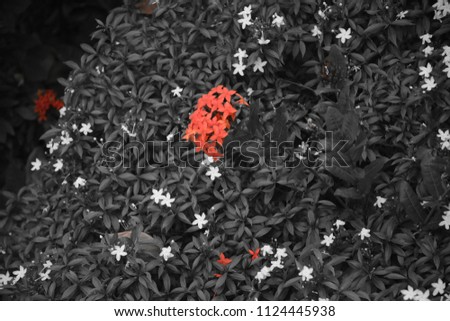Flame of woods with Crape Jasmine