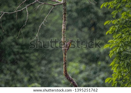 Similar – Image, Stock Photo Bookfinch brings water to his boy