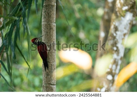 flameback woodpecker, bird, red, yellow