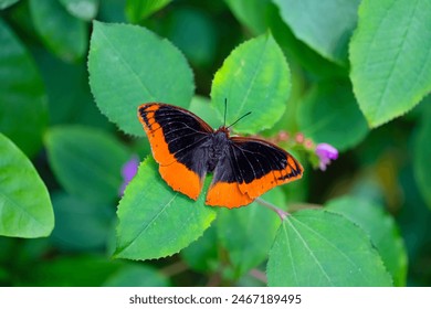 Flame-bordered Emperor is resting on the leaves. Charaxes protoclea