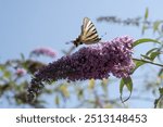 Flamed butterfly (iphiclides podalirius) on a butterfly bush, buddleia is an invasive plant that is harmful to butterflies