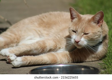 Flame-point Siamese cross cat in garden - relaxing
