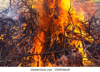 Flaming fire. Burning tree branches. Pagan rite dedicated to the arrival of spring. Big bonfire on Shrovetide. Auto-da-fe.