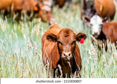 Flaming Gorge national park in summer in Utah with brown cow grazing closeup on grass herd near ranch