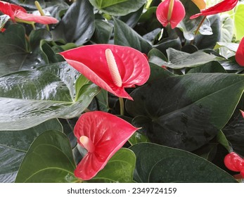Anthurium， Flaming plant， Flaming lily
‧學名：

(red), Anthurium scherzerianum Schott
Anthurium andraeanum Linden.