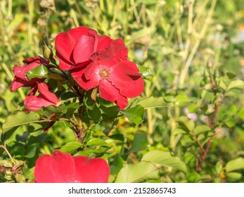 Flaming red rose flowers blooming on a sunny autumn day in a garden, closeup with selective focus and opy space 