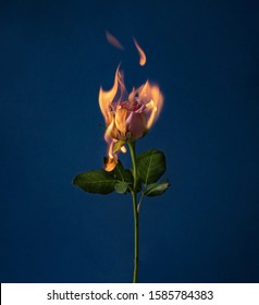 Flaming rose flower blue background  Love concept and flower   fire  Creative nature Valentine's Women's Day idea 