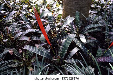 Flaming Sword Plant