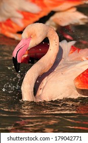 flamingo