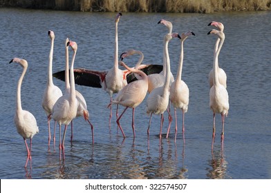 Flamingo