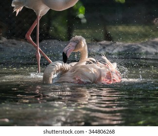 flamingo