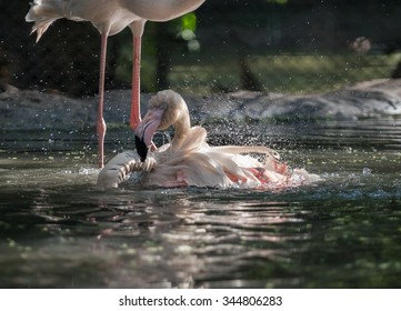 flamingo