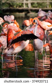 Flamingo