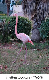 Flamingo