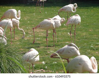 Flamingo