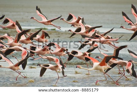 Similar – Image, Stock Photo Flock of flamingos soaring over tranquil waters