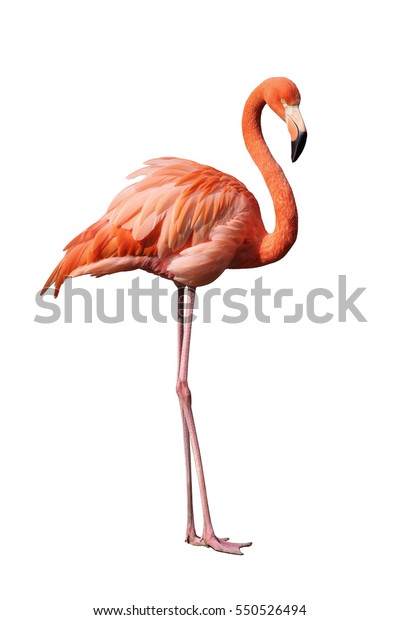 Flamingo Stock Photo Edit Now