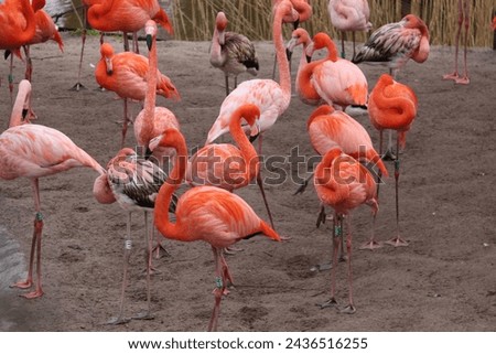 , flamingo, aquatic, lake, fauna, ponds, bird, waterfowl, flamingos, bird, pink, nature, beak, fauna, feather, red, neck, exotic, tropical, standing, ponds, doñana