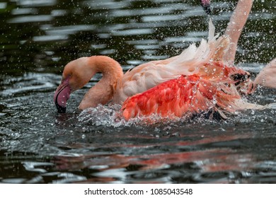 Flamingo bathing 