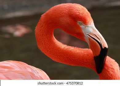 Flamingo Bird - Powered by Shutterstock