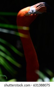 Flamingo bird