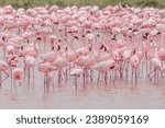 Flamingo Bird in Amboseli Kenya Africa