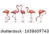 flamingo isolated