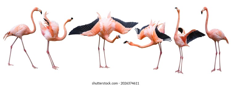 Flamingo bird animal set photo isolated on white background. This has clipping path.  - Powered by Shutterstock