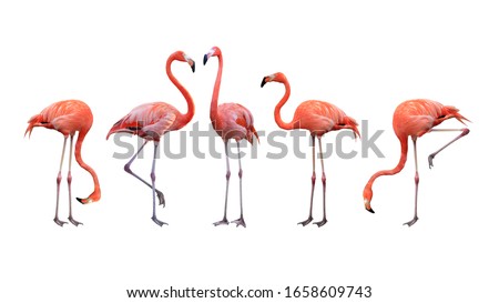 Flamingo bird animal set photo isolated on white background. This has clipping path. 