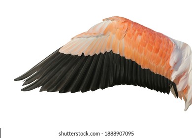 Flamingo Bird Animal Wing Photo  Colorful Animal.  Isolated On White Background. This Has Clipping Path.                      