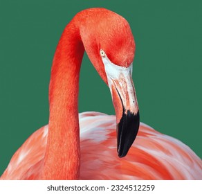 Flamingo bird close up details - Powered by Shutterstock