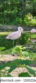 Flamingo Bird In Edinburgh Zoo