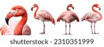 Flamingo bird, many angles and view portrait side back head shot isolated on white background cutout