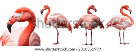 Flamingo bird, many angles and view portrait side back head shot isolated on white background cutout