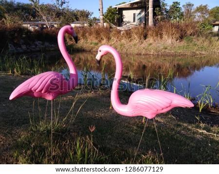Flamingo bird on the river