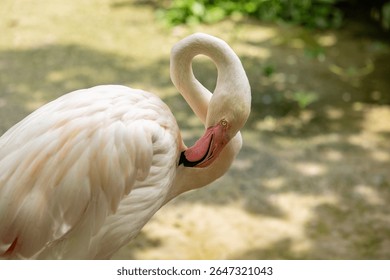 Un pájaro flamenco con
